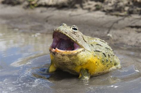 African Bullfrog: Species Profile