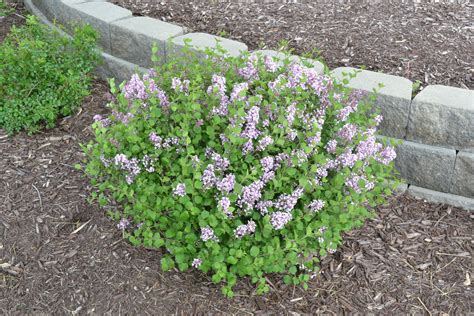 Dwarf Korean Lilac is a beautiful and fragrant spring bloomer.