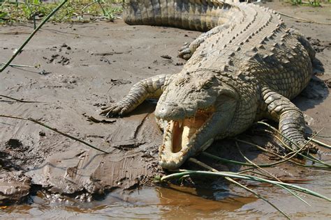 Crocodile du Nil : caractéristiques, habitat, reproduction - InfoAnimales
