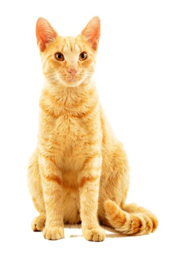 Image result for Cat Delete O2 Sensor