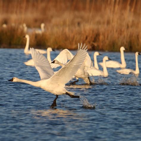 PUNGO UNIT OF POCOSIN LAKES NATIONAL WILDLIFE REFUGE (2025) All You ...