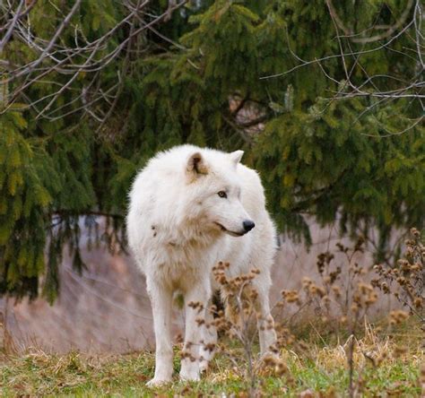 Image result for Wolves Howl