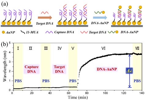 Gold Nanoparticle-Enhanced Detection of DNA Hybridization by a Block ...