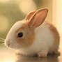 Image result for Cute Animals Wallpaper 4K