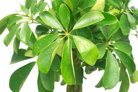 Schefflera Flower Smell | Best Flower Site