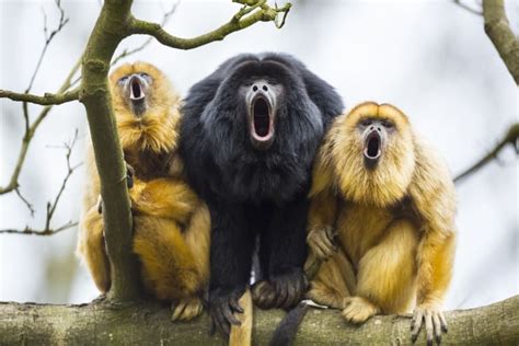 14 Howler Monkey Facts - Fact Animal