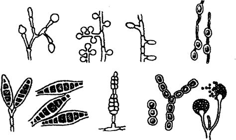 羊肚菌属真菌的交配系统、生殖方式和生活史研究特邀综述----中国科学院昆明植物研究所