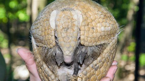 SERIOUSLY: Can Armadillos Give You Leprosy? - Drivin' & Vibin'