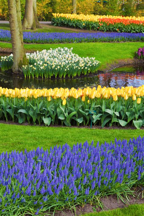 Free Images : field, flower, petal, bloom, tulip, spring, green, color, fresh, botany, colorful ...