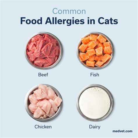 Food Allergies in Cats: Does My Cat Have Food Allergies? - MedVet