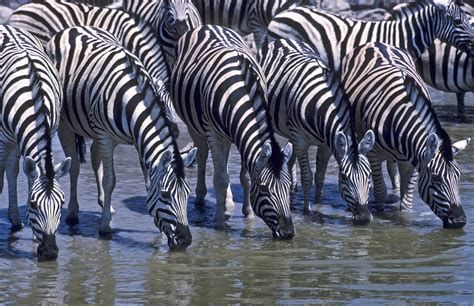 Zebra Fun Facts