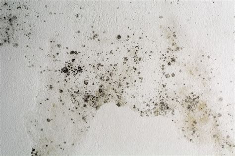 7 Causes Of Musty Odors In Homes (And How To Fix Them)