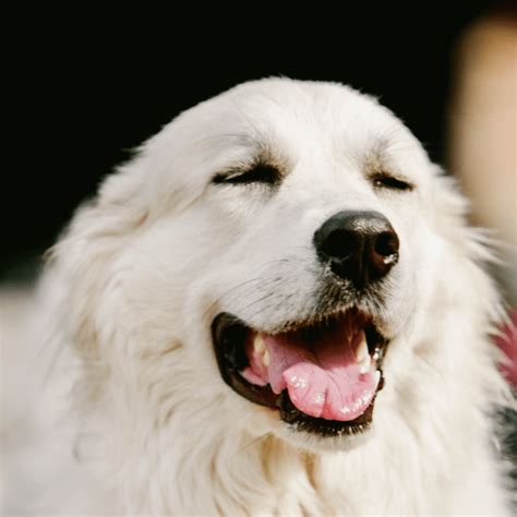 How To Stop My Dog Reverse Sneezing