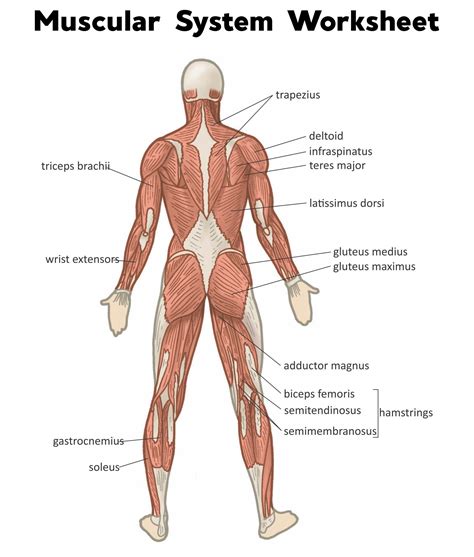 Muscle Diagram Labeled