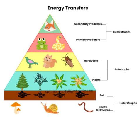 Energy Pyramid Examples 的图像结果