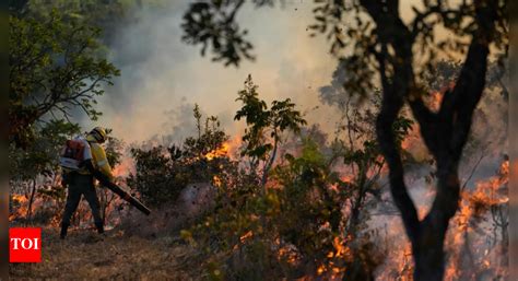 Extensive wildfires fueled record forest loss in 2024 | World News ...