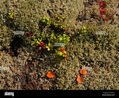 Arctic moss and tundra hi-res stock photography and images - Alamy