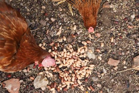A Chicken's Foraging Diet: What they Eat Naturally