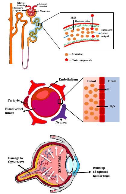 Fig. 3: Mechanism of action of mannitol (a) Proximal convoluted tubules ...