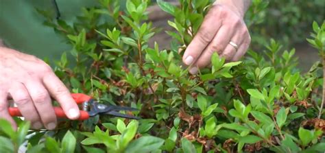 Image result for Azalea Pruning