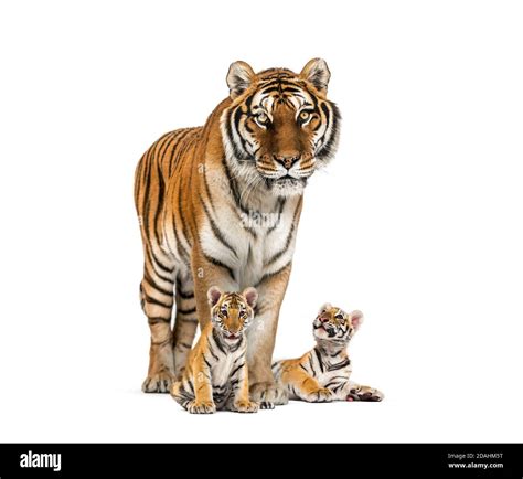Tiger cub mother Cut Out Stock Images & Pictures - Alamy