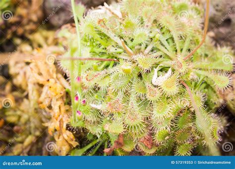 Sundew (Carnivorous Plant),Plant Tissue Culture Stock Image ...