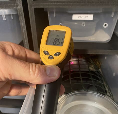 Image result for Carpet Python Setup