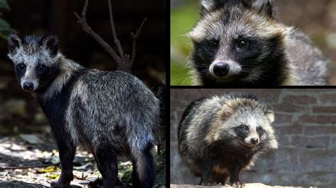 What Is Raccoon Dog In Spanish at Ellie Costello blog