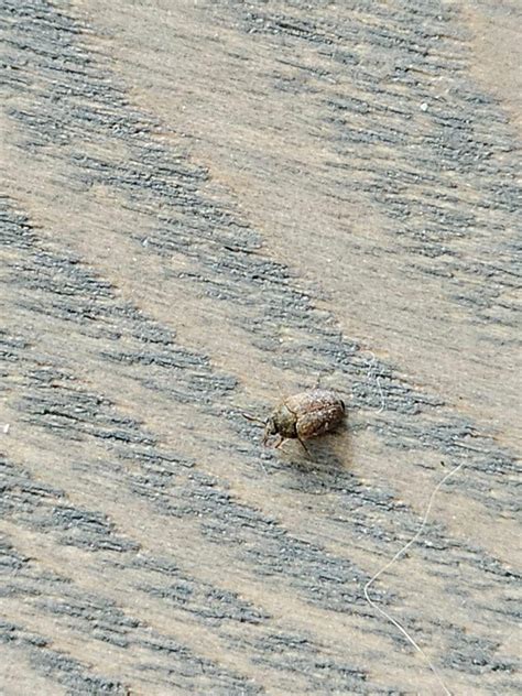 Is this a carpet/furniture/biscuit beetle? : r/insects