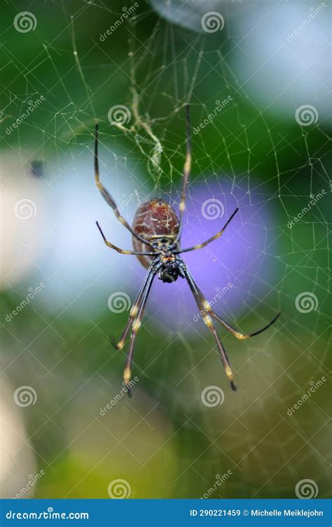 Vertical Orb Spider Sitting in Web with Purple Flower in Background Stock Image - Image of leaf ...
