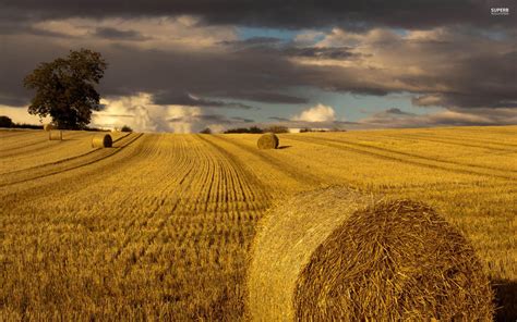 Hay Field Wallpapers - Top Free Hay Field Backgrounds - WallpaperAccess