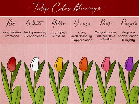 Tulip Colors & What They Mean: A Complete Floral Guide