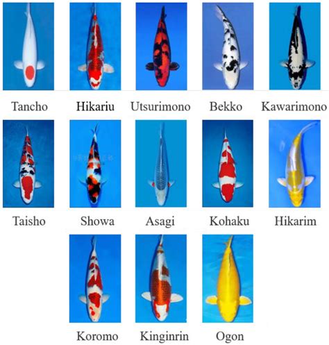 Koi Fish Types And Prices at Darcy Trugernanner blog