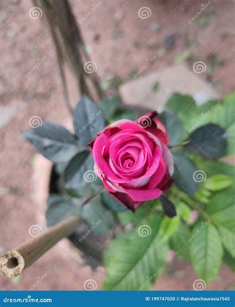 Rose, it S Name Came from the Latin World Rosa Stock Photo - Image of ...