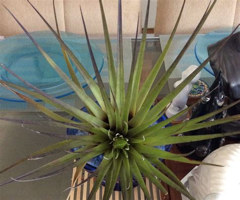 Basic Air Plant Care : 4 Steps (with Pictures) - Instructables