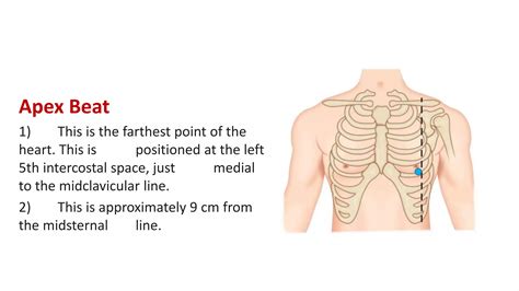 Surface Markings of Thorax.pptx