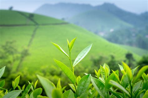 Reasons Why Your Green Tea Tastes Bad and How You Can Fix It – The Tea ...