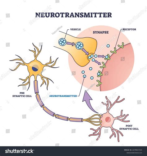 Neurotransmission Process How Does The Brain Process Information?