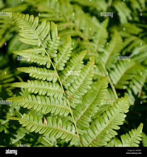 Bracken Fern Leaf