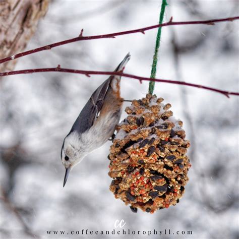 Pine Cone Bird Seed Feeders — Coffee & Chlorophyll