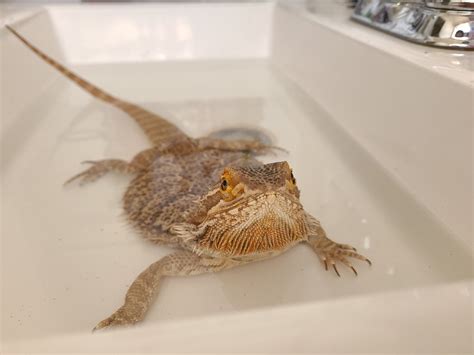 How to Bathe a Bearded Dragon | Chewy