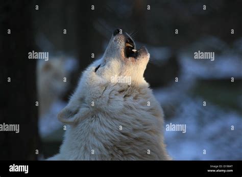 Image result for Beautiful Wolves Howling