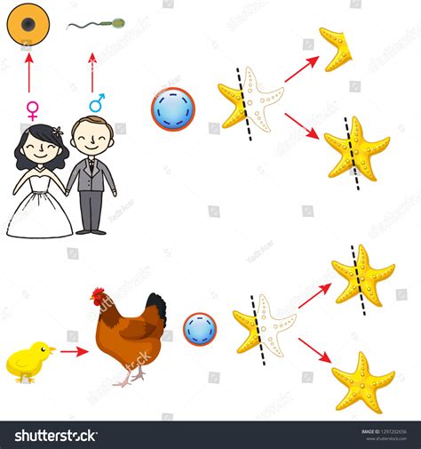 Asexual Reproduction Starfish Reproduction Human Stock Vector (Royalty ...
