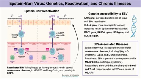 Epstein-Barr Virus: Genetic Risks, Reactivation, and Chronic Illnesses