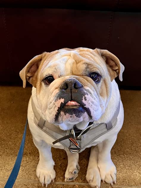 INVER GROVE HEIGHTS ANIMAL HOSPITAL - Inver Grove Heights MN - Hours ...