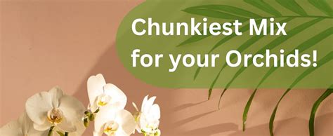 Gardening Bee Orchid Soil Mix (1KG), Chunkiest Potting, Ready to use ...