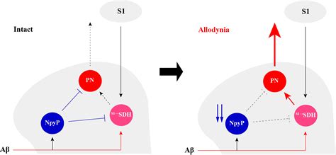 Spinal Dorsal Horn Neurons Receiving Descending Input from the Primary ...