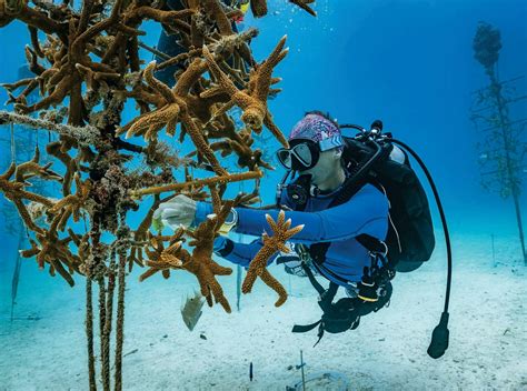 Coral Reefs In Peril | TIME Magazine - news - Read this story on ...