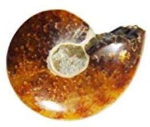 hoseki Natural Sacred Jyoti Ratna Garbha Shaligram Saligram 28.1ct ...