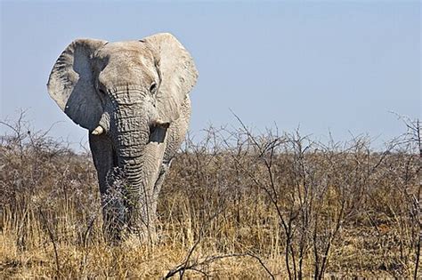 Image result for How Does a Pandas Python Code Look Like